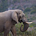 Elephant_2